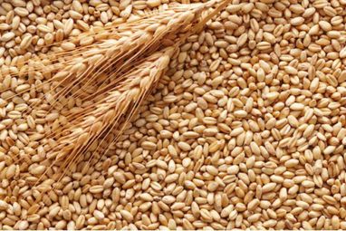 Цены на пшеницу выросли на фоне запрета на экспорт из Индии